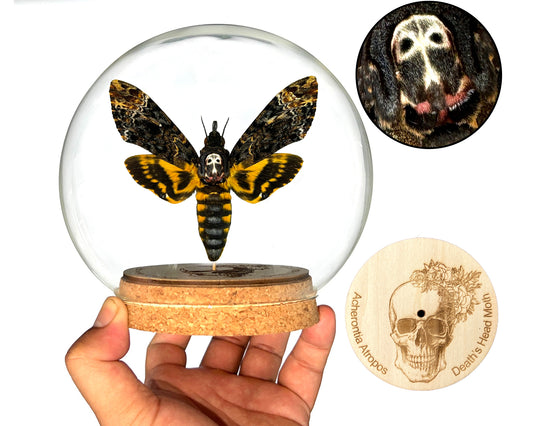 Real Death Head Moth Acherontia Glass Dome, Hawkmoth Insect Bug Gothic Birthday Gift Home Decor