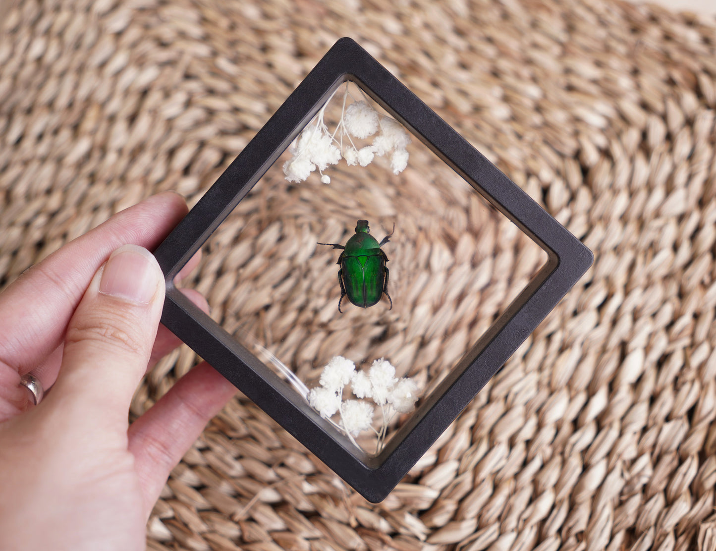 Entomology Decor Butterfly Art Frame Insect