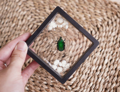 Entomology Decor Butterfly Art Frame Insect