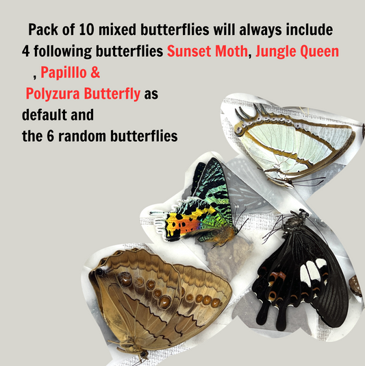 10 Random Of Real Butterfly Mounted Preserved Entomology Oddity Scientific Lover Insect Office Desk Art Artwork Display UM-01-NEW