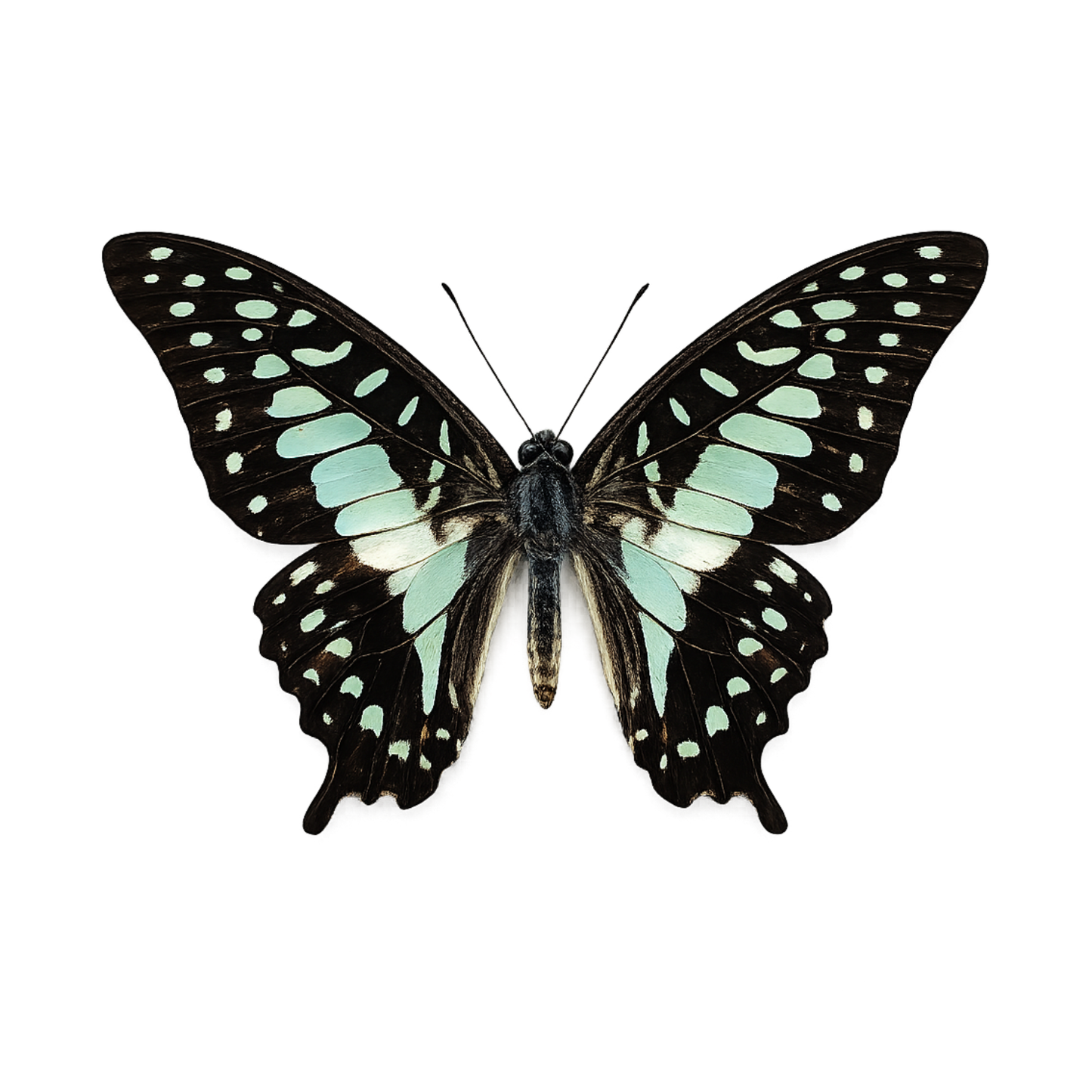 Real Blue Butterfly Taxidermy, Dried Specimen Spread Wings, Real Insect Display