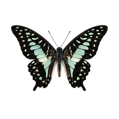 Real Blue Butterfly Taxidermy, Dried Specimen Spread Wings, Real Insect Display