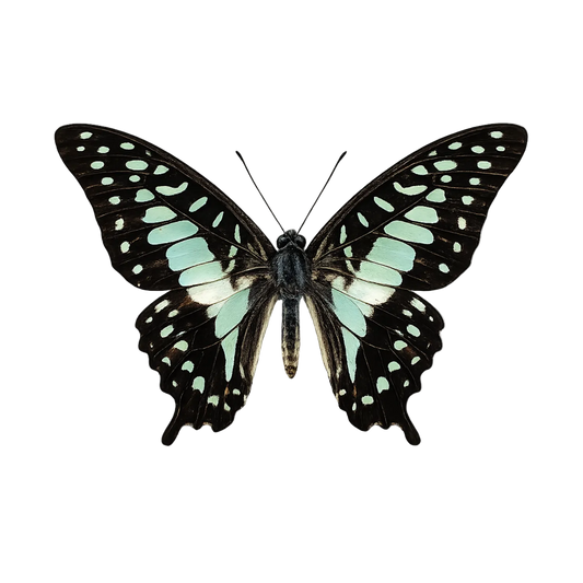 Blue Butterfly Graphium doson Specimen
