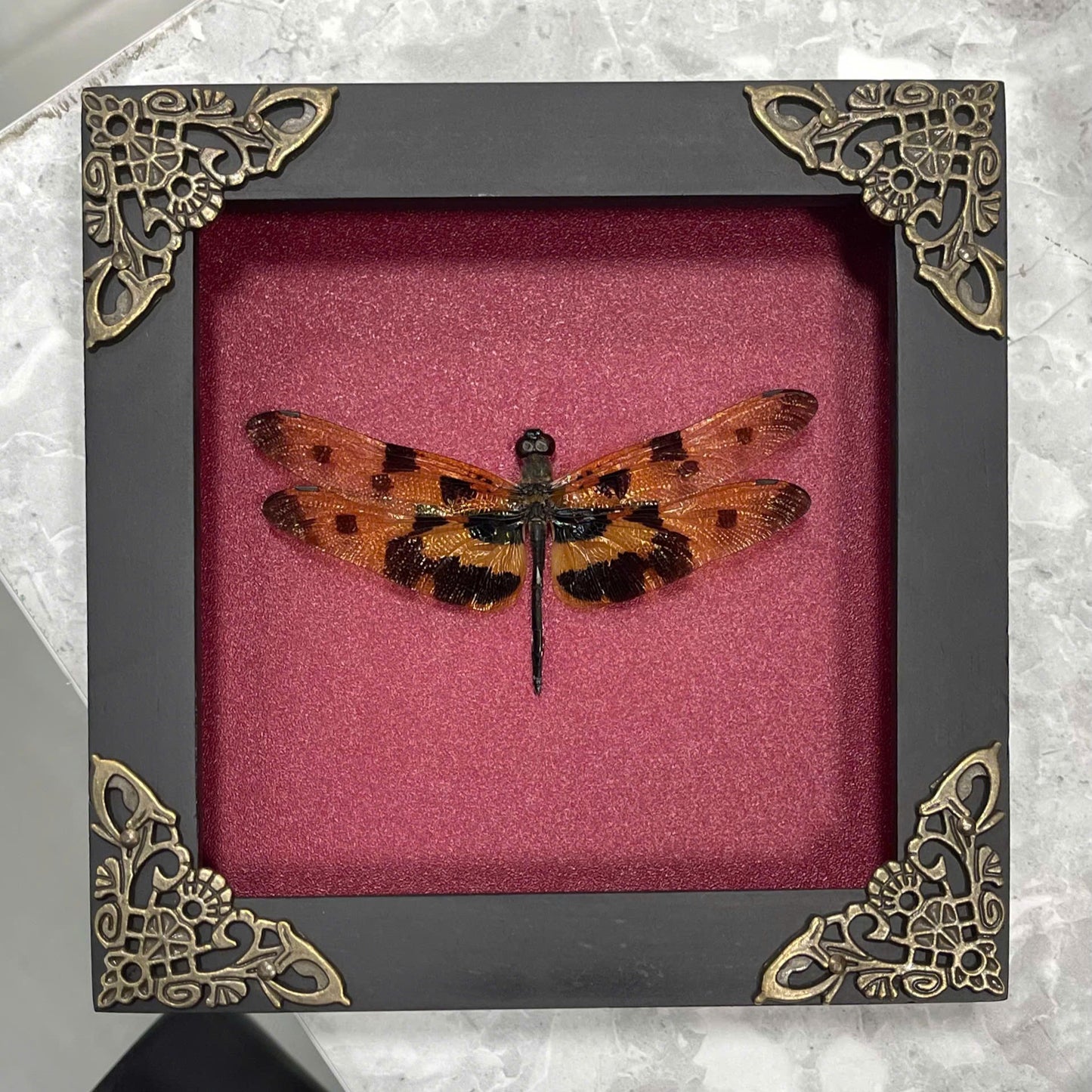 Real Yellow Dragonfly Shadow Box Insect Bug Frame Wall Art Decoration Oddity Home Bookshelf Decor K12-100-DE