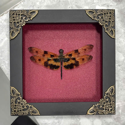 Real Yellow Dragonfly Shadow Box Insect Bug Frame Wall Art Decoration Oddity Home Bookshelf Decor K12-100-DE