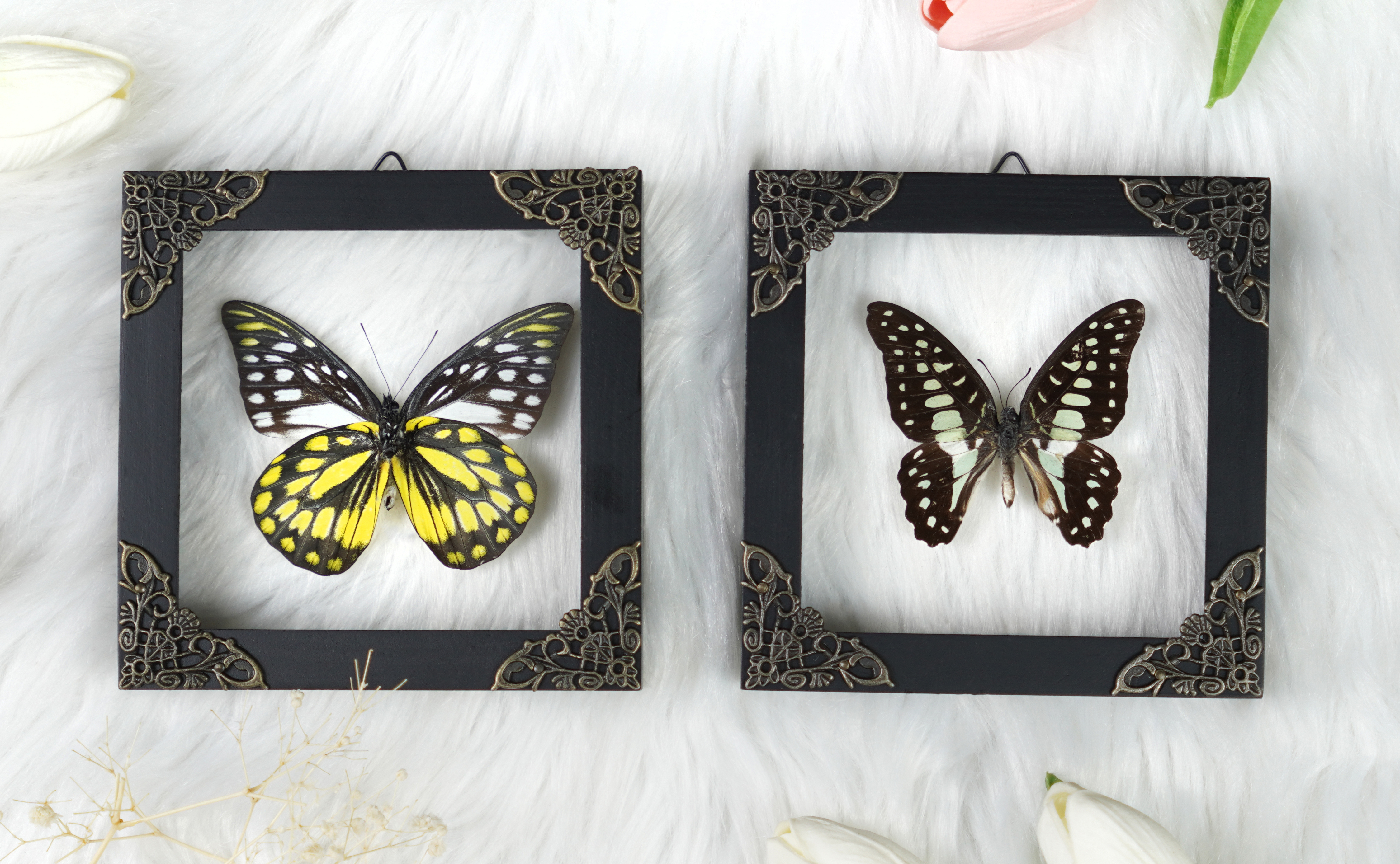 Taxidermy Butterfies Framed Shelf Gothic Decor - Dried Insect Spooky Floating Wall Decor K12-10KINH11KINH