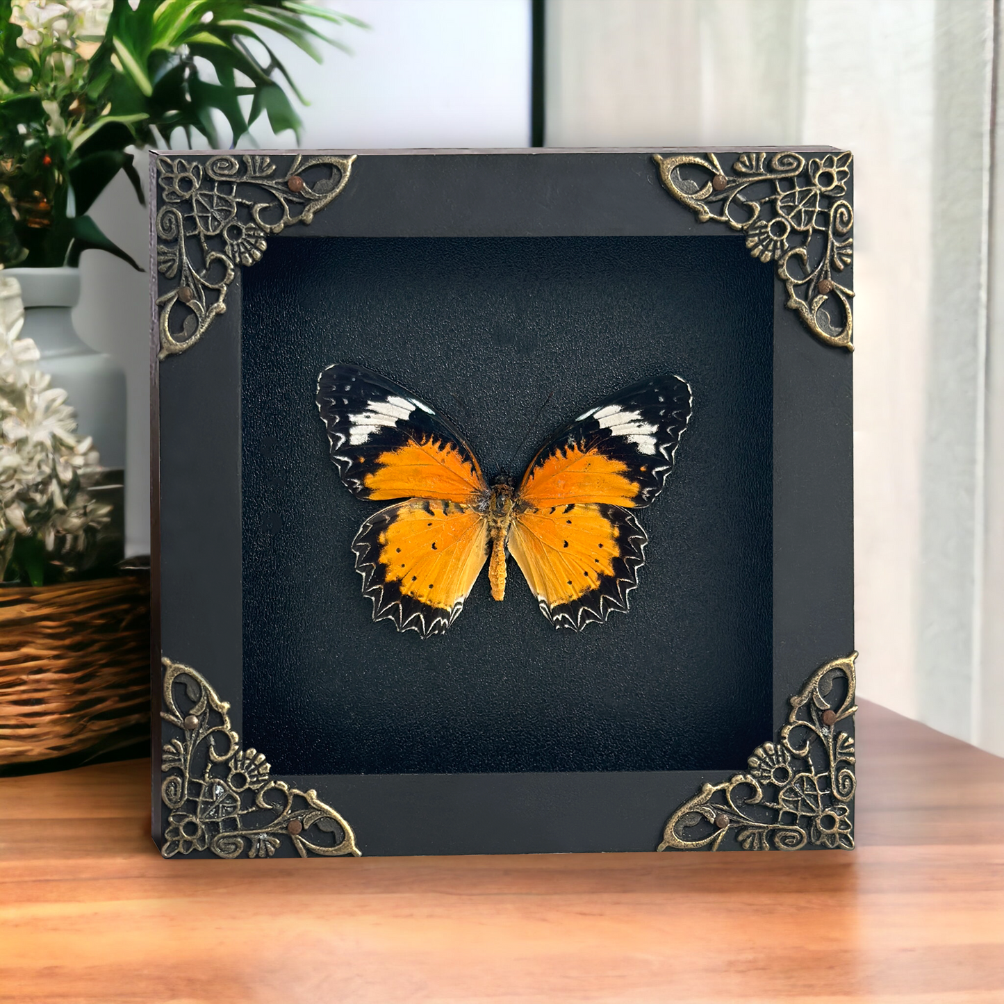 Leopard Lacewing Butterfly Shadow Box, Real Insect Framed, Wall Hanging Decor, Gallery Collection