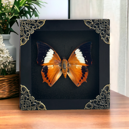 Real Orange Butterfly Shadow Box Preserved Butterfly Framed Insect Collection Home Decor