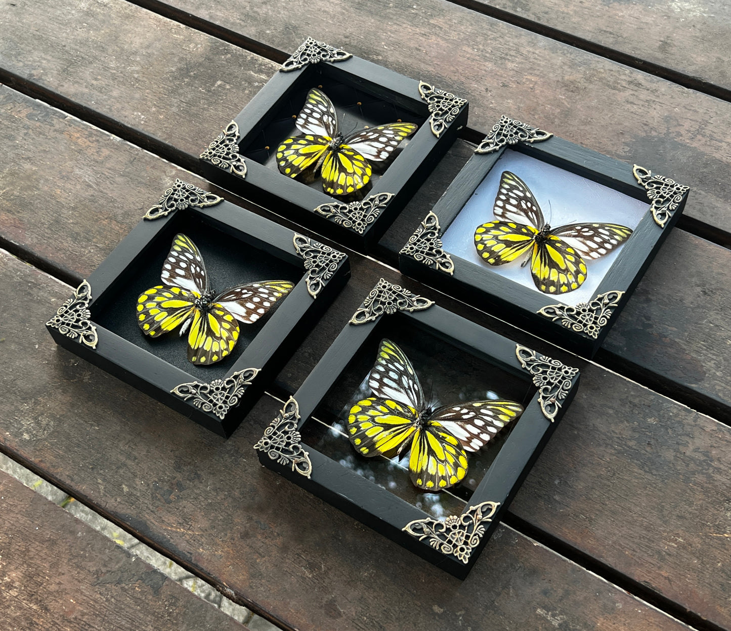 Real Framed Yellow Butterfly Dead Insect Dried Bug Beetle Shadow Box Black K12-10-DE