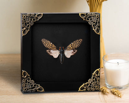 Real Framed Cicada Tailanga White Wooden Specimen Oddities K12-63-DE