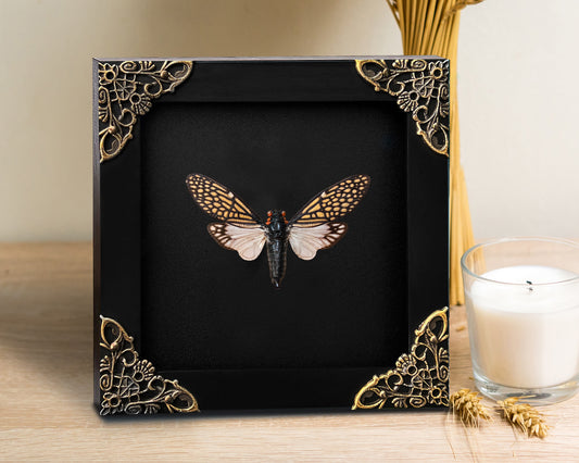 Real Framed Cicada Tailanga White Wooden Specimen Oddities K12-63-DE