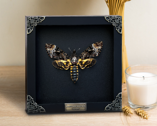 Real Death Head Moth Wooden Frame - Black