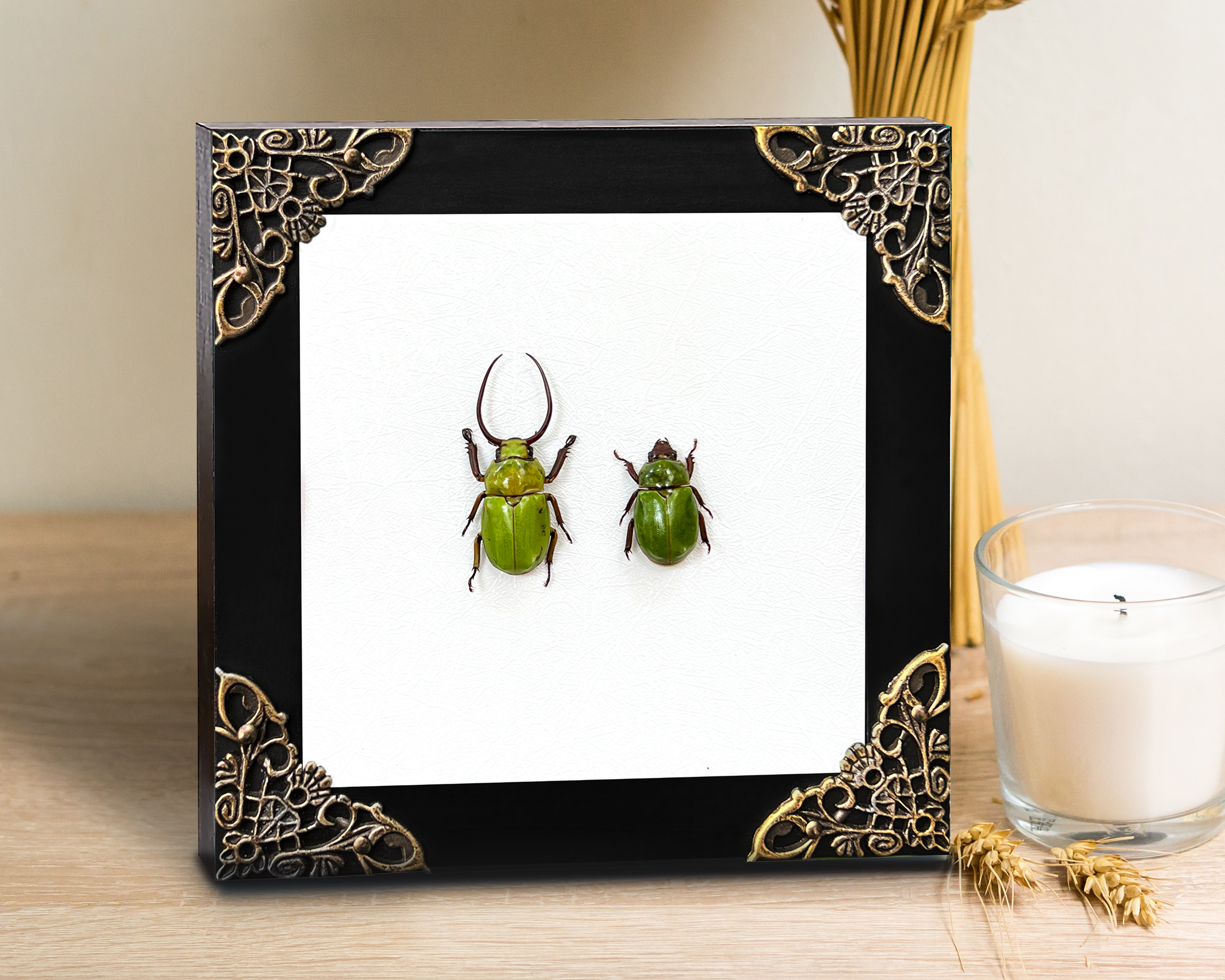 Real Framed Pair Green Beetle Shadow Box Taxidermy InsectS Bugs Frame Home Decor K12-76-DE