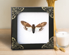 Real Framed Cicada Paratalainga Distanti Black Frame Insect Decor K12-77-TR