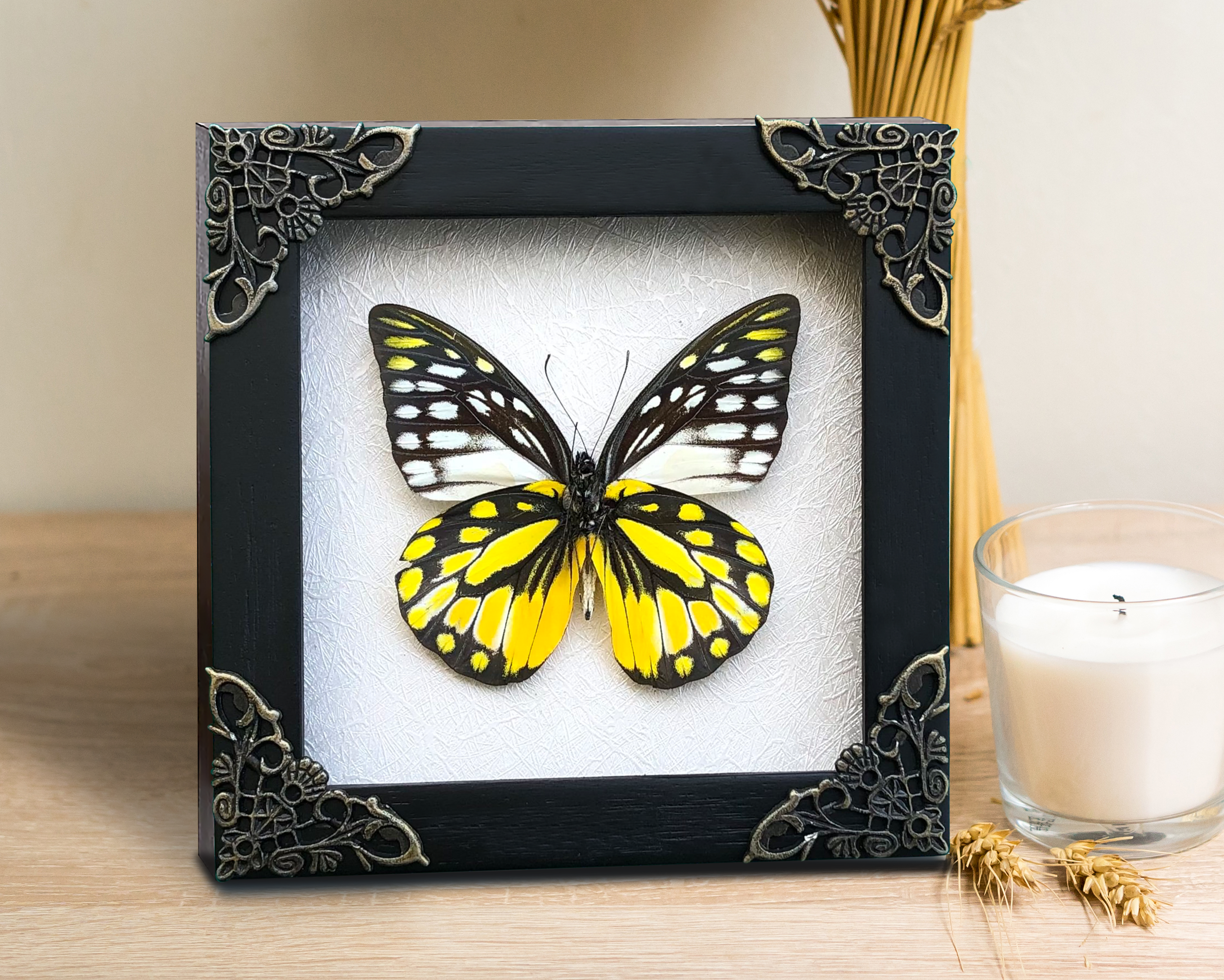 Real Framed Yellow Butterfly Dead Insect Dried Bug Beetle Shadow Box Black K16-18-DE