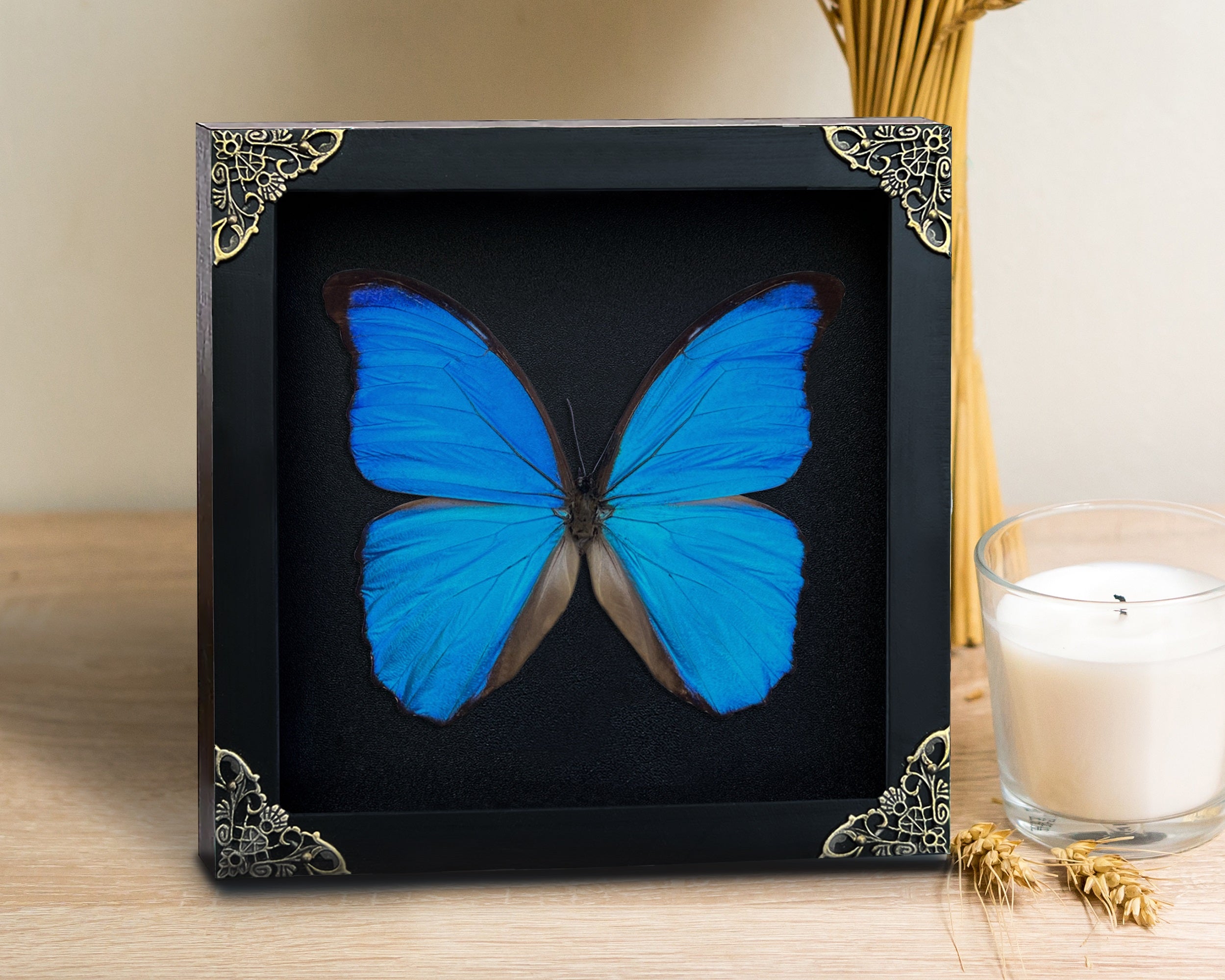 Real Morpho Butterfly Rhombus Frame Insect Handmade Shadow Box Entomology K19-22-DE