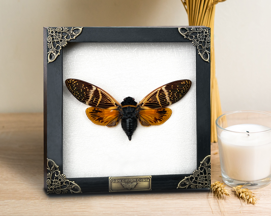 Real Framed Cicada Dried Beetle Wooden Shadow Box Cicadoidea Oddities Wall Decoration K16-50-TR