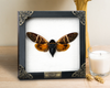 Real Framed Cicada Dried Beetle Wooden Shadow Box Cicadoidea Oddities Taxidermy Wall Decoration K16-50-TR