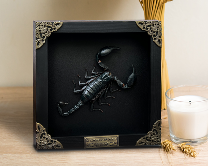 Scorpion Real Wooden Framed Dried Insect Bug K16-51-DE