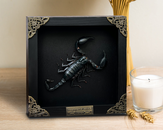 Scorpion Real Wooden Framed Dried Insect Bug K16-51-DE
