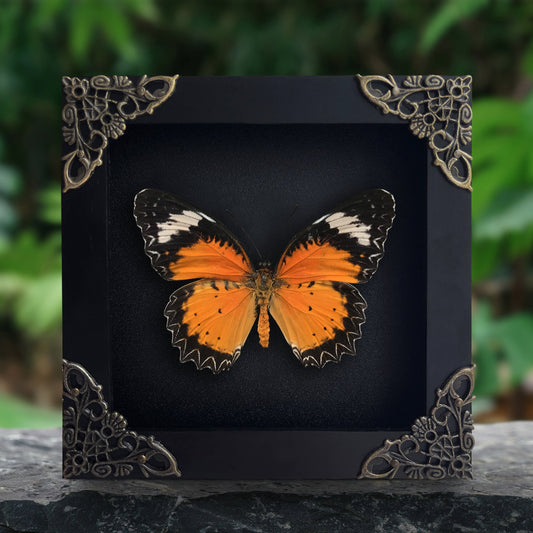 Leopard Lacewing Butterfly in Shadow Box, Real Insect Framed, Wall Hanging Decor, Gallery Collection