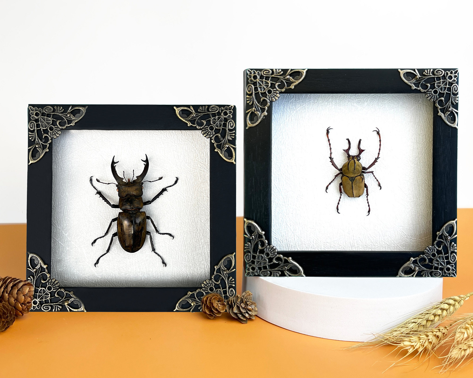 2 Real Framed Beetles Handmade Shadow Box Gallery Bedroom K12-52TR57TR