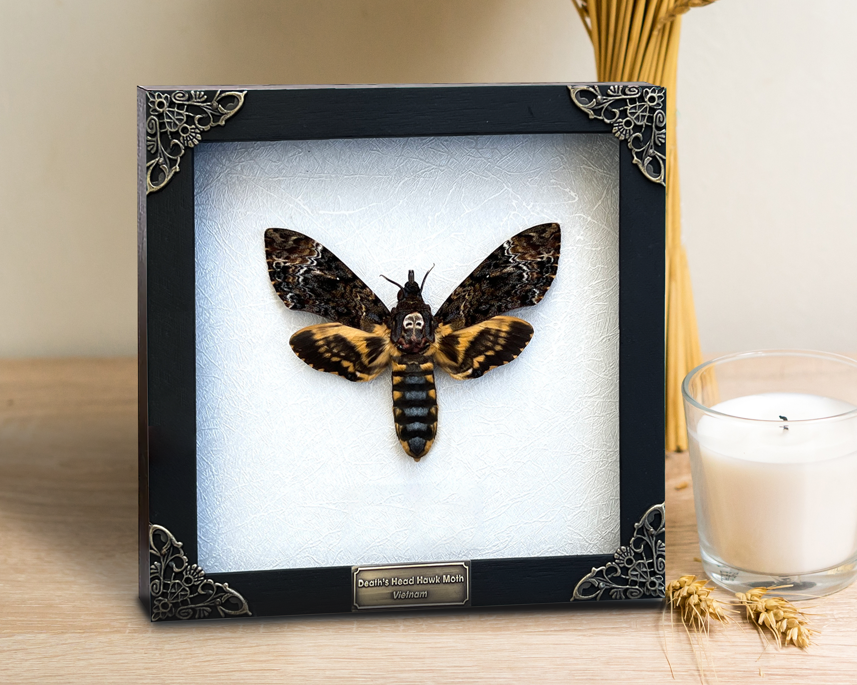 Real Death Head Moth Wooden Frame - Black