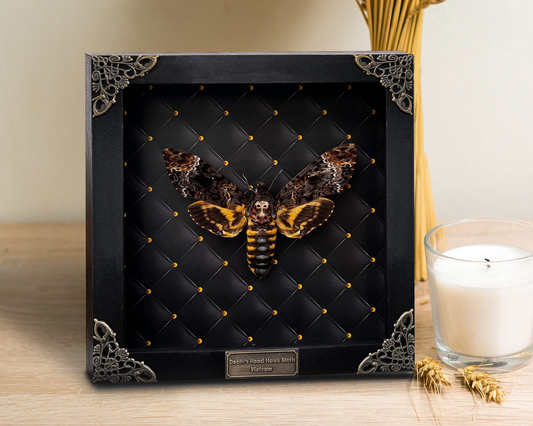 Real Death Head Moth Acherontia Black Frame Skull Butterfly Handmade Shadow Box Insect Oddity K18-01-NEM