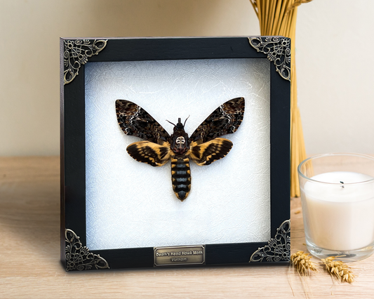 Real Death Head Moth Acherontia Entomology Specimen Gothic Wall Decor Framed K18-01-TR