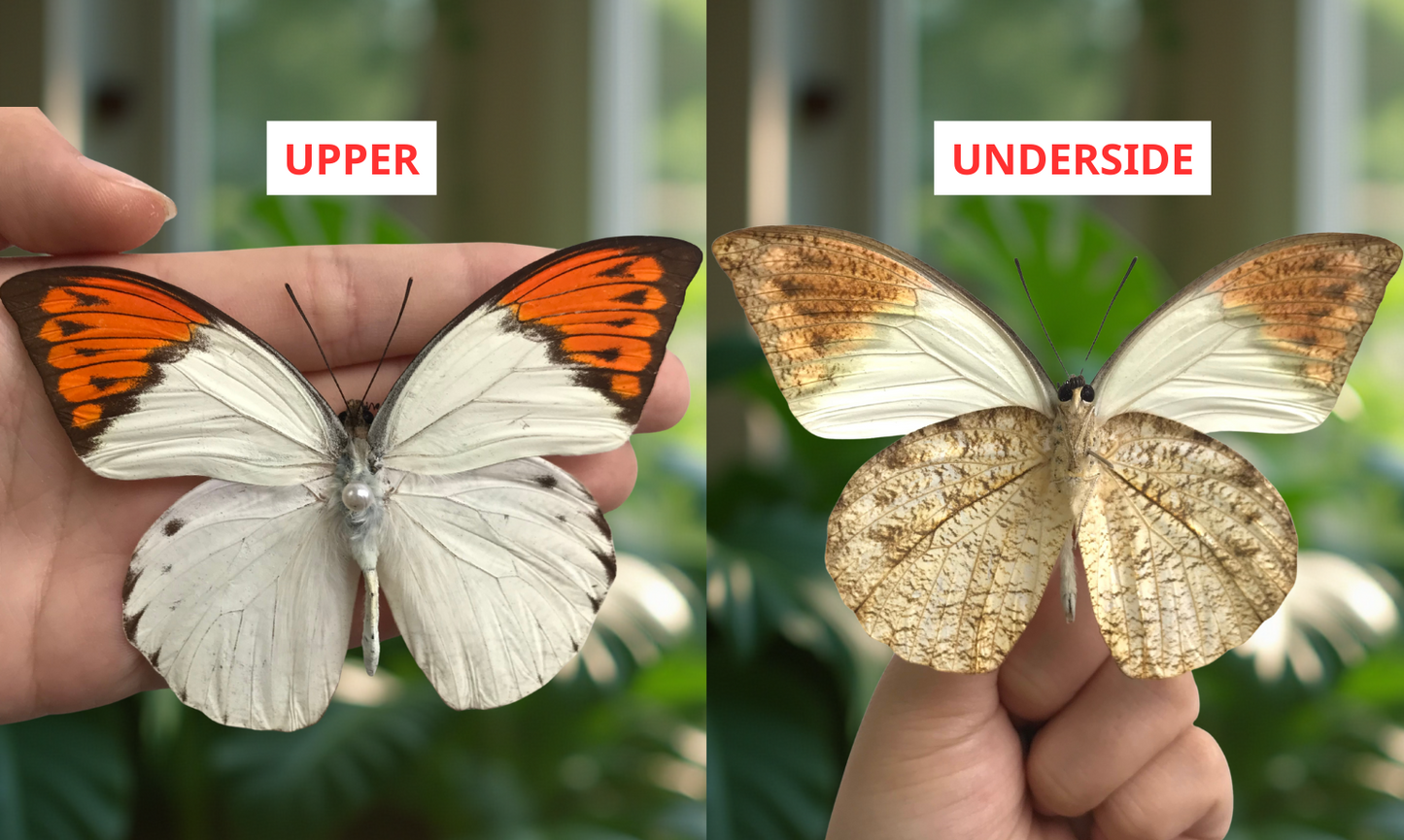 Real Hebomoia glaucippe Great Orangetip Dried Butterfly Specimen Spread Wings