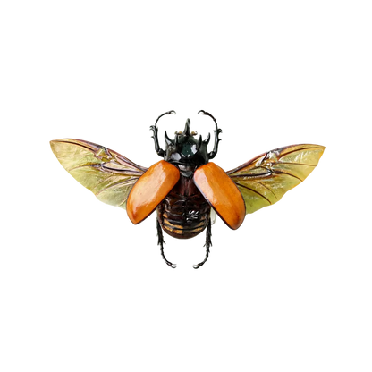 Five-Horned Rhinoceros Beetle Specimen