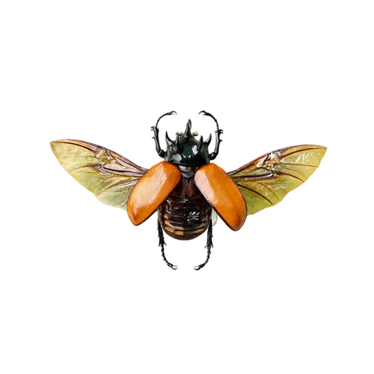 Five-Horned Rhinoceros Beetle Specimen