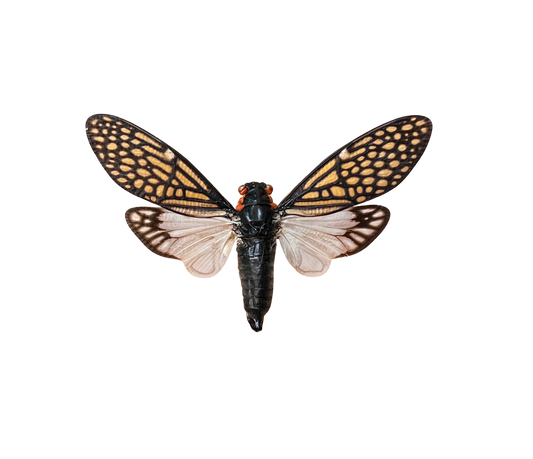 Cicada Specimen