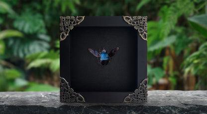 Real Framed Blue Carpenter Bee Glass Wooden Specimen Oddities K12-61-KINH