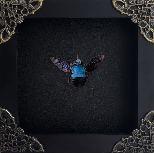 Blue Xylocopa Caerulea Frame