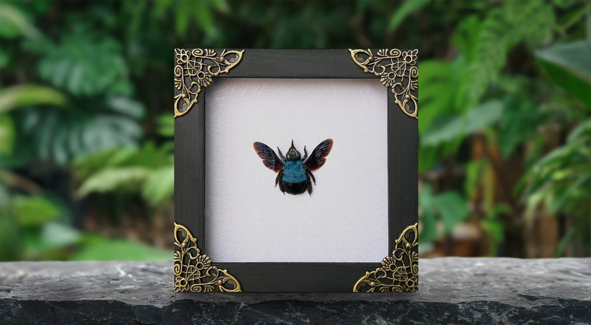 Real Framed Blue Carpenter Bee Glass Wooden Specimen Oddities K12-61-KINH
