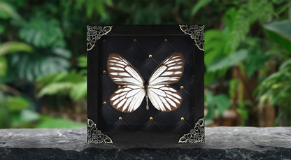 Real Butterfly Wooden Frame Dried Insect Specimens K12-09-DE