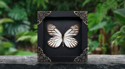 Real Butterfly Wooden Frame Dried Insect Specimens K12-09-DE