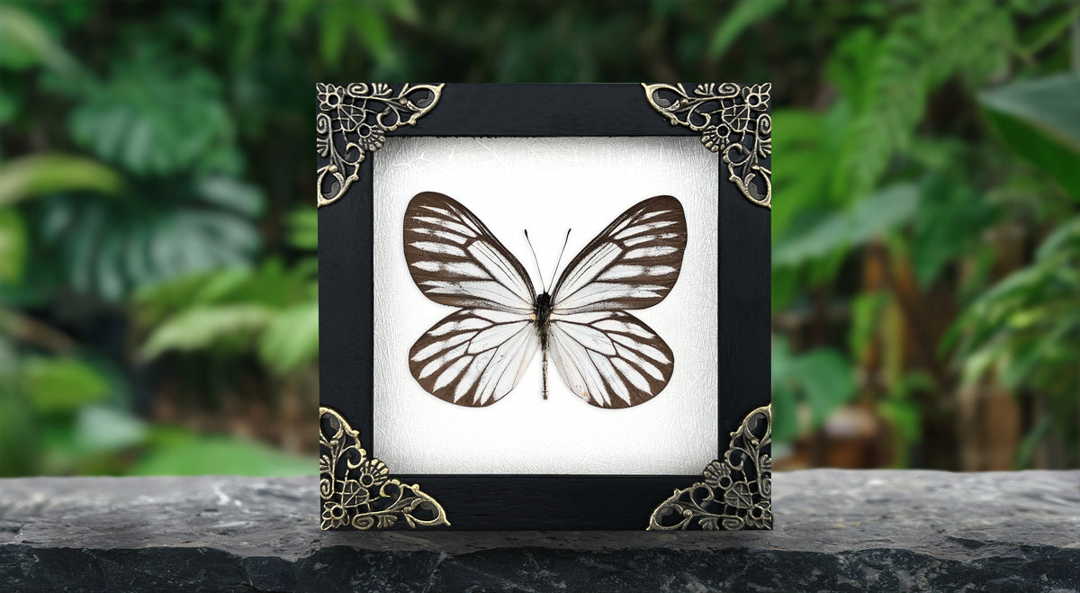 Real Butterfly Wooden Frame Dried Insect Specimens K12-09-DE