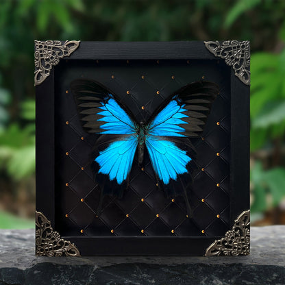 Blue Swallowtail Butterfly Real Framed Wooden Shadow Box Dried Insect Specimen K16-28-DE