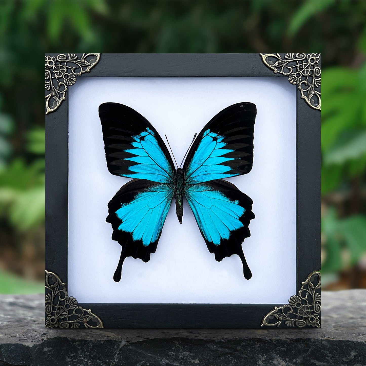 Blue Swallowtail Butterfly Real Framed Wooden Shadow Box Dried Insect Specimen K16-28-DE