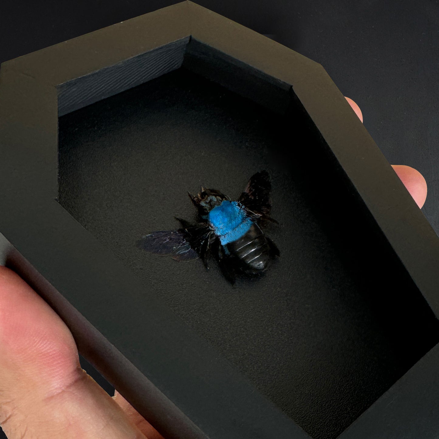 Real Blue Carpenter Bee in Coffin Framed, Gothic Home Decor, Dried Insect Bug Taxidermy Display