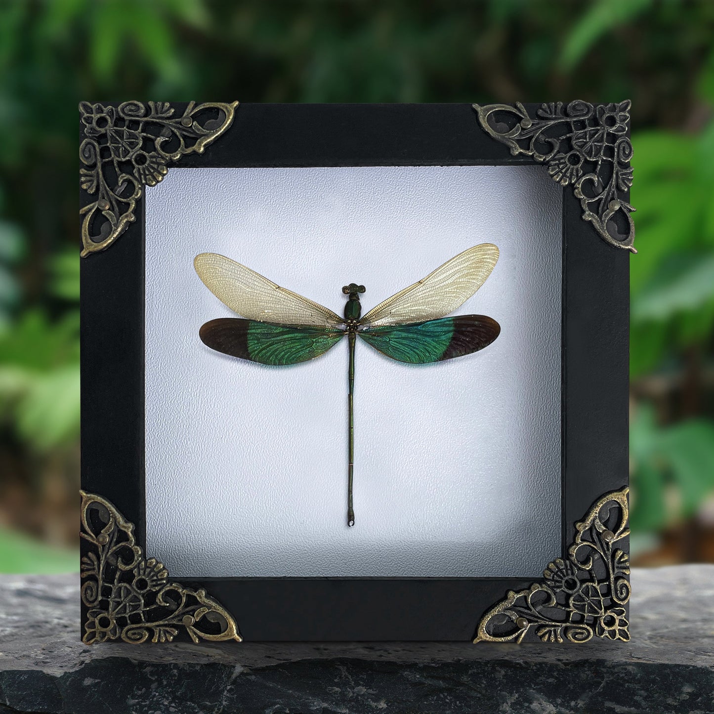 Real Green Damselfly Taxidermy Framed, Insect Bug Taxidermy, Curiosities Oddities Gothic Decor