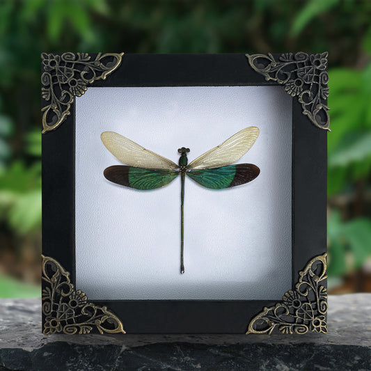 Real Green Damselfly Taxidermy Framed, Insect Bug Taxidermy, Curiosities Oddities Gothic Decor