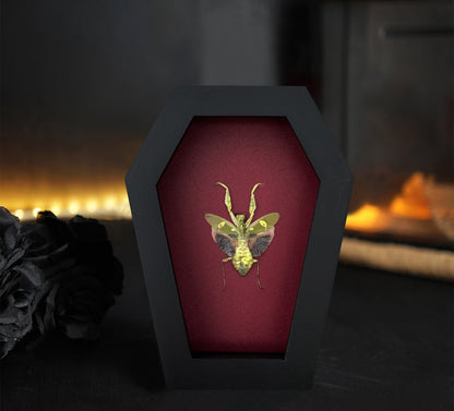 Real Jeweled Flower Mantis in Coffin Framed, Praying Mantis, Taxidermy Bug Insect Art, Gothic Home Decor