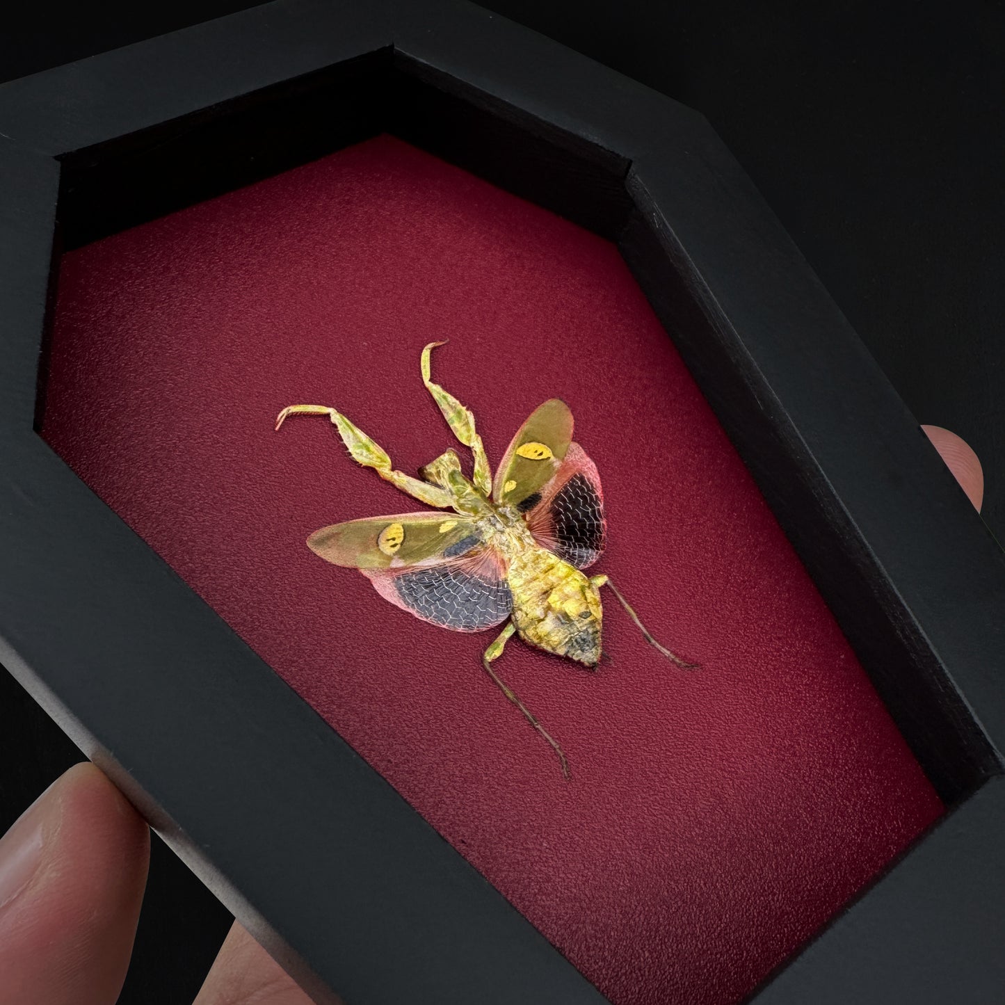 Real Jeweled Flower Mantis in Coffin Framed, Praying Mantis, Taxidermy Bug Insect Art, Gothic Home Decor