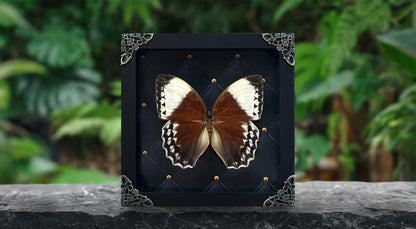 Real Jungle Queen Framed Butterfly Insect Dried Bug Shadow Box Specimen Display K18-36-DE