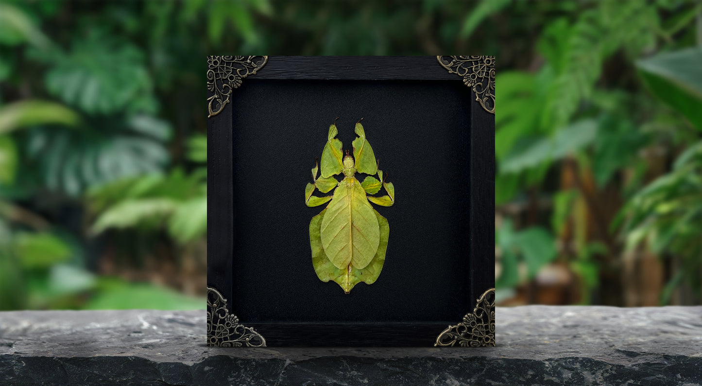 Framed Walking Leaf Green Bug Taxidermy, Real Insect Bug Artwork, Gothic Home Decor and Oddities Wall Display  K16-72-KINH
