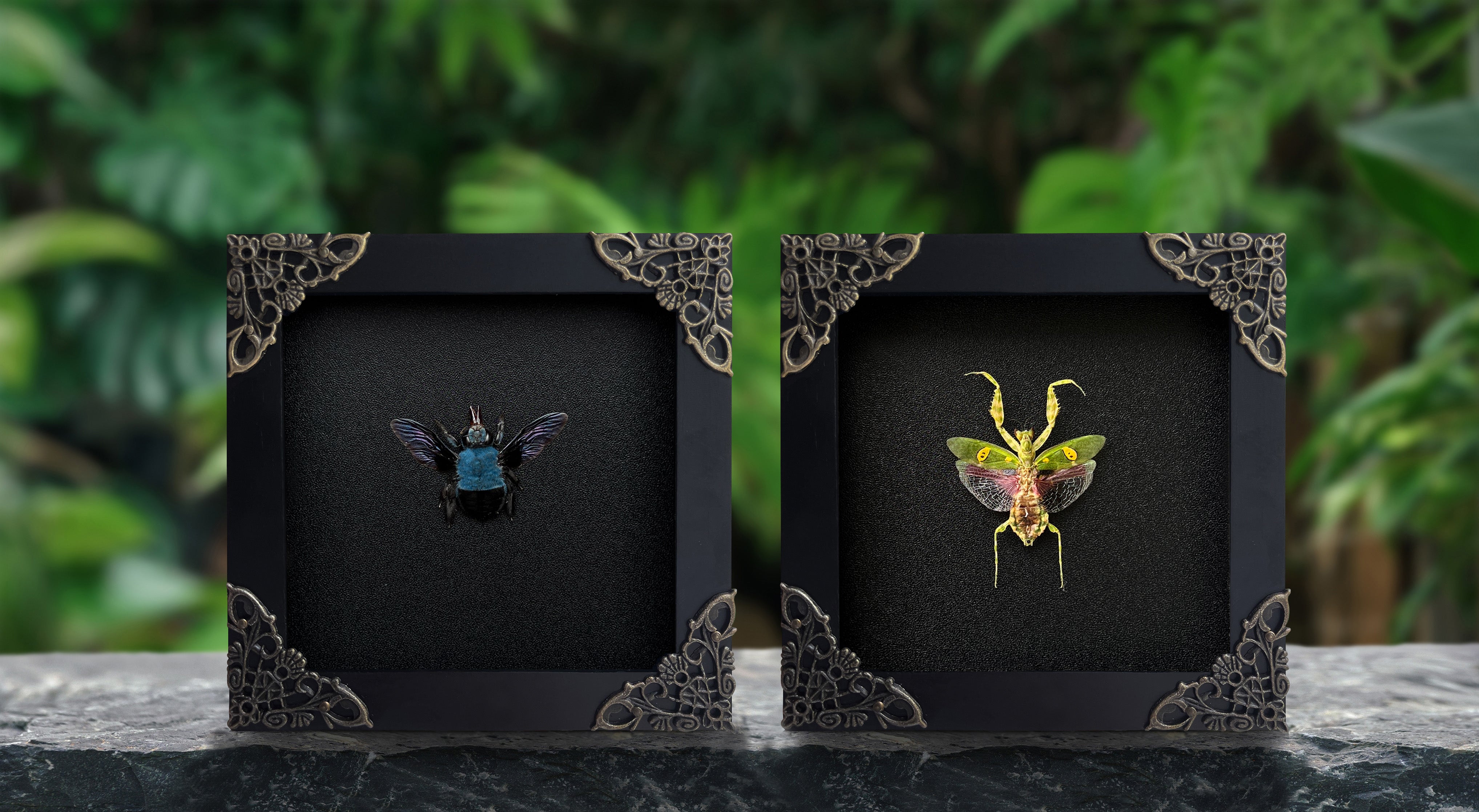 2 Real Framed Insect Mantis Creobroter - Blue Carpenter Bee Shadow Box Dried Bug Taxidermy Taxadermy Oddities Curiosities Goth Black Decor