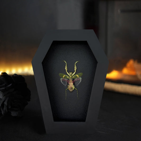 Real Jeweled Flower Mantis in Coffin Framed, Praying Mantis, Taxidermy Bug Insect Art, Gothic Home Decor
